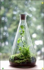 Untitled In 2020 Succulent Terrarium Bottle Garden Terrarium Plants