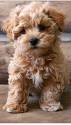 Top 10 Small Dog Breeds That Look Like Teddy Bears ...