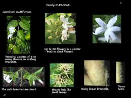 Image result for Jasminum multiflorum