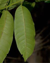 Image result for Triumfetta welwitschii