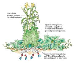 Check spelling or type a new query. Beneficial Companion Planting Garden Gate
