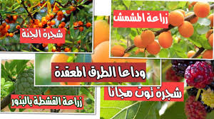 زراعة الاشجار المثمرة In 2021 Grapes Fruit Food