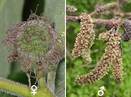 Image result for Broussonetia