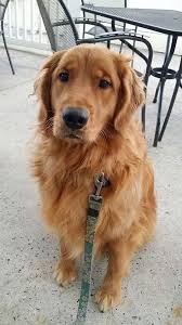 More About The Golden Retriever Personality Goldenretrievertshirt Goldenretrieveritalia Englishcre Golden Retriever Names Golden Retriever Funny Retriever