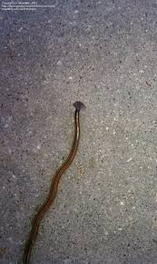 We think this might be a roundworm, which is a parasitic worm that lives in the gut. Bug Pictures Hammerhead Worm Land Planarian Bipalium Kewense By Sheebarchie