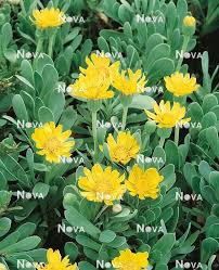 Image result for Hertia