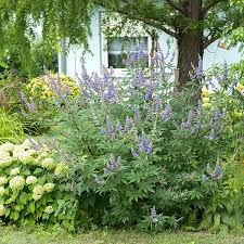 Image result for Vitex thyrsiflora