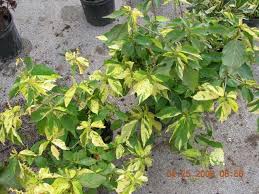 Image result for Acalypha wilkesiana