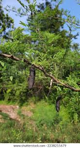 Image result for Acacia exuvialis