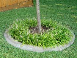 Image result for Lily Turf
