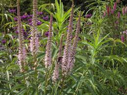Erika is a big looker among culver's root varieties. Veronicastrum Virginicum Erika Staudengartnerei Annemarie Eskuche
