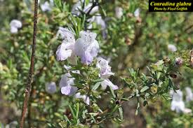 Image result for Landolphia glabra