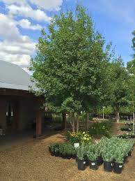 Image result for bigtooth maple