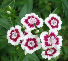 Things I Do Not Seem To Outgrow Sweet William Flowers Sweet William Dianthus Barbatus
