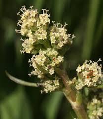 Image result for Valeriana