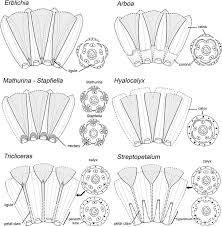 Image result for Streptopetalum serratum