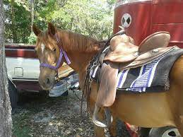 All horses at meadowood farm receive premium preventative healthcare and treatment, as well as premium feed and forage. Trail Horses For Sale In Northern Florida Home Facebook