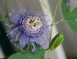 Maybe you would like to learn more about one of these? Passion Flower Missouri Department Of Conservation