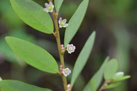 Image result for Phyllanthus taylorianus