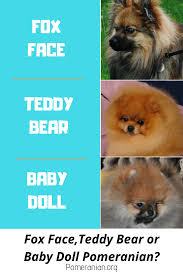 Pomeranian Doll On Sale Up To 68 Off Www Ldeventos Com