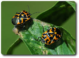 Image result for Holothrix macowaniana