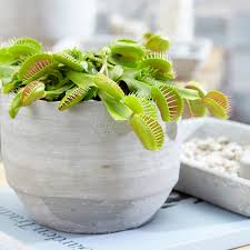 Moreover, these tips will also help you in better care of your. How To Grow And Feed A Venus Fly Trap Gardeners Dream Blog