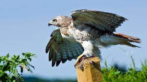 Can a hawk kill a dog? How To Get Rid Of Hawks And Keep Them Away From Chickens Cats And Dogs