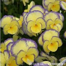 Etain Violet Pansies Flowers Fragrant Flowers Violet Flower
