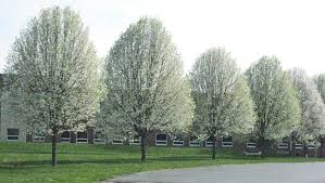 Cleveland flowering pear tree for sale near me. Let S Grow Cleveland Pear Trees Are Best For Driveways