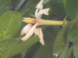 Image result for Gardenia resinifera