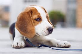 Beagle Dog Breed Information And Characteristics Daily Paws