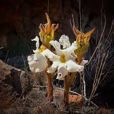 Image result for Harveya