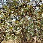 Image result for Monotes glaber