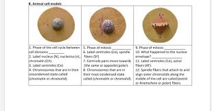 Check spelling or type a new query. B Animal Cell Models 1 Phase Of The Cell Cycle Chegg Com