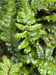 Image result for Polystichum