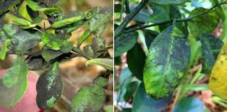 Les Maladies Et Parasites Du Citronnier Citronnier Maladie Citronnier Idees Jardin