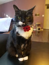 Bird Safe Cat Collar Australia Pin On Surprise A Fucking Wc Oc Insp