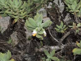 Image result for Linderniaceae