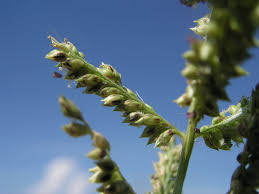 Image result for Echinochloa pyramidalis