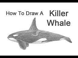 You will also have access to a cute video to see it all in action. How To Draw A Killer Whale Orca Youtube