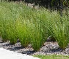 Carex Appressa Great For Dryland Planting Plants Dry Plants Buy Plants Online
