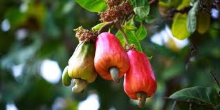 Kacang mete ini selain enak dimakan sebagai camilan, aman dikonsumsi juga lho karena mengandung lemak tak jenuh tunggal. Ini 8 Manfaat Jambu Mete Yang Belum Diketahui Banyak Orang
