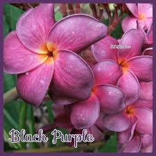 Plumeria Black Purple Plumeria Adenium Flower Pot Design