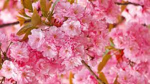 The great collection of sakura wallpaper hd for desktop, laptop and mobiles. Wallpaper Sakura 4k Hd Wallpaper Cherry Blossom Pink Spring Flowers Nature 10302