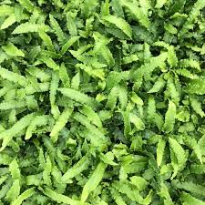 Image result for Asplenium elliottii