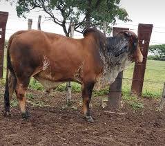 Angus +, brahman, black baldies +, braford, brangus, brangus baldies, hereford and. Livestock And Human Hair Brawal Brahmans Calves For Sale Cattle Buy Cow And Calf Product On Alibaba Com