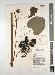 Image result for Ampelocissus africana