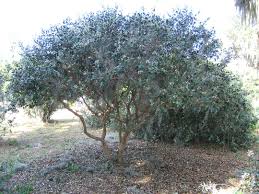 Image result for Feijoa sellowiana