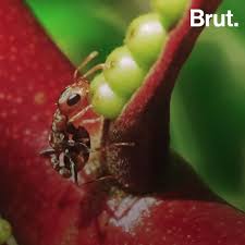 France 2 s'intéresse à celles et ceux que les français éliront le 26 mai prochain lors des élections européennes : A Quoi Les Guepes Servent Elles Brut