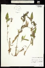 Image result for Commelina triangulispatha